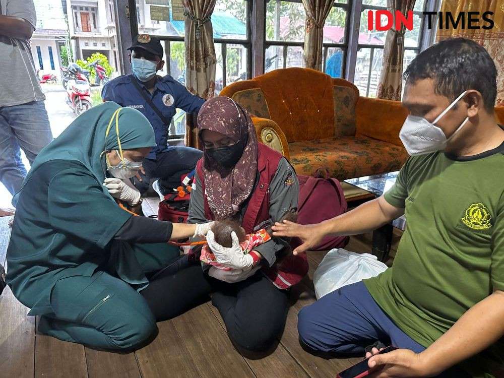 Warga Ketapang Temukan Bayi Orangutan Tersesat Dan Dehidrasi