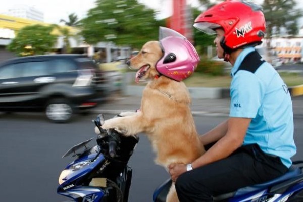 Bisa Nyetir Motor Anjing Di Manado Mendadak Tenar