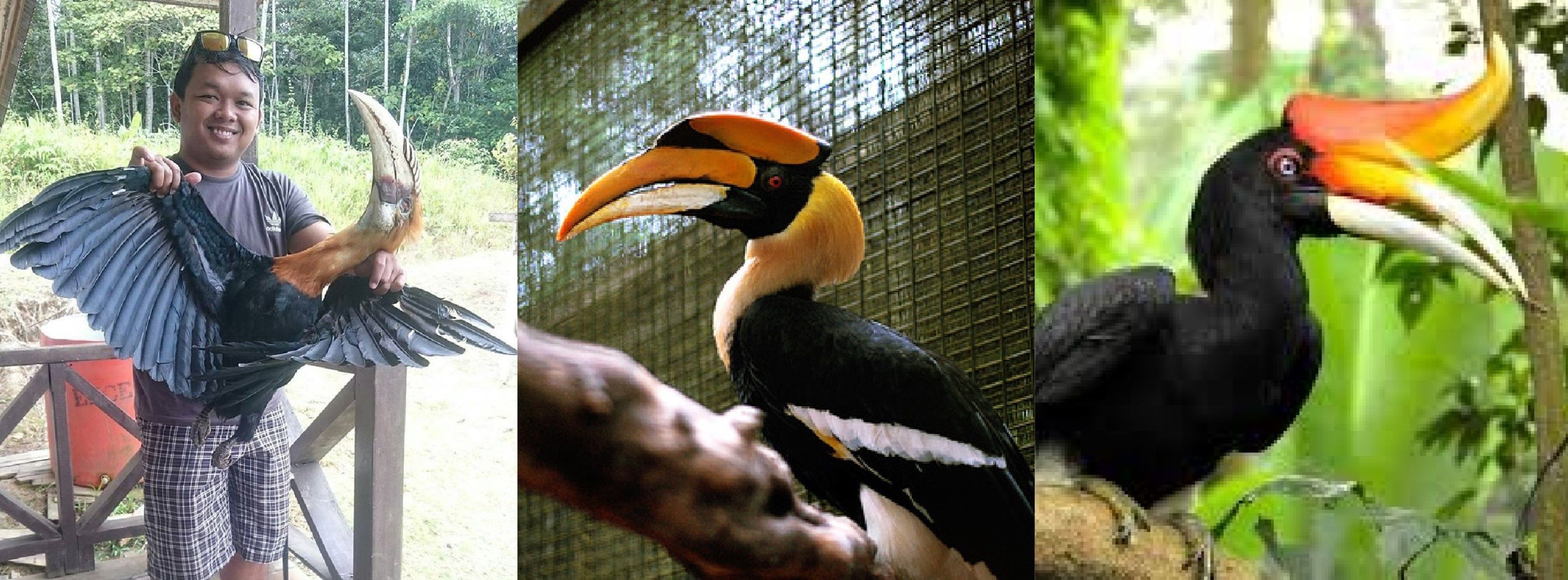 Unggah Hasil Buruan Burung Enggang Pria Ini Dibully Netizen