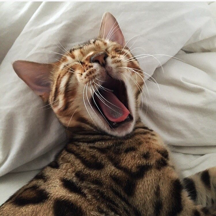 Yuk Merapat, Inilah 8 Akun Instagram Kucing Lucu yang Dibanjiri Followers