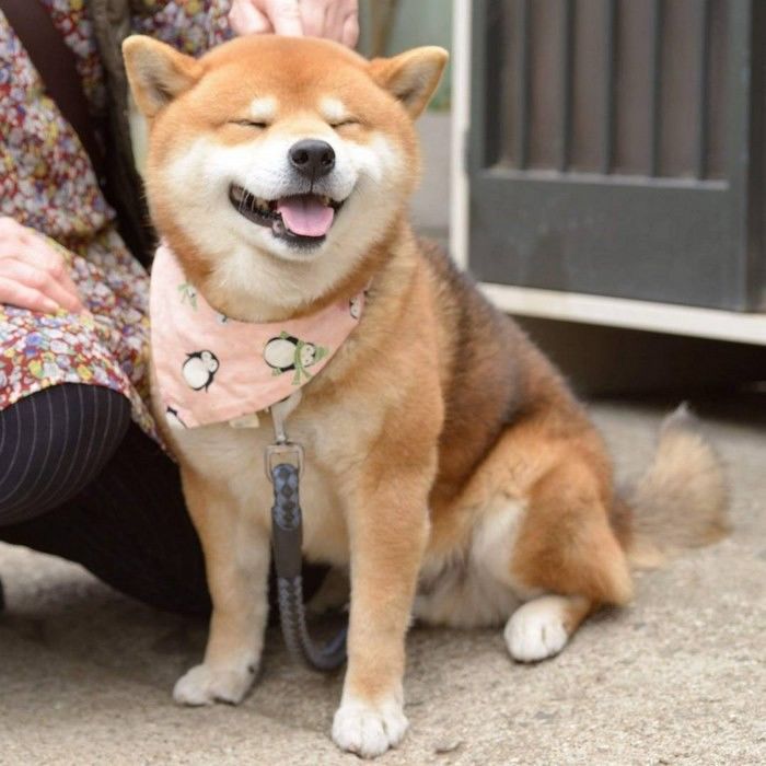 25++ Anjing ras shiba inu ideas