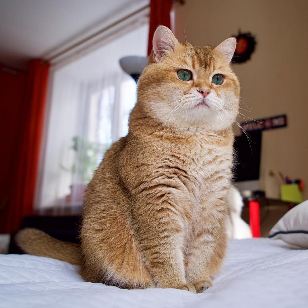 Yuk Merapat Inilah 8 Akun Instagram Kucing Lucu Yang Dibanjiri