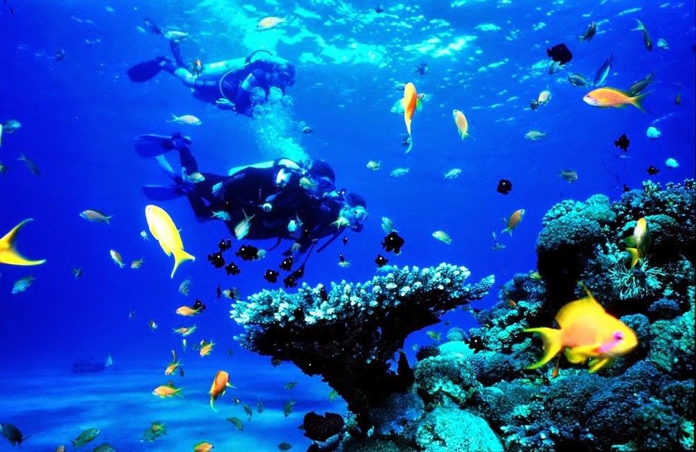 Sempat Dirusak Turis, Wisata Snorkeling Maer Karimunjawa Buka Lagi