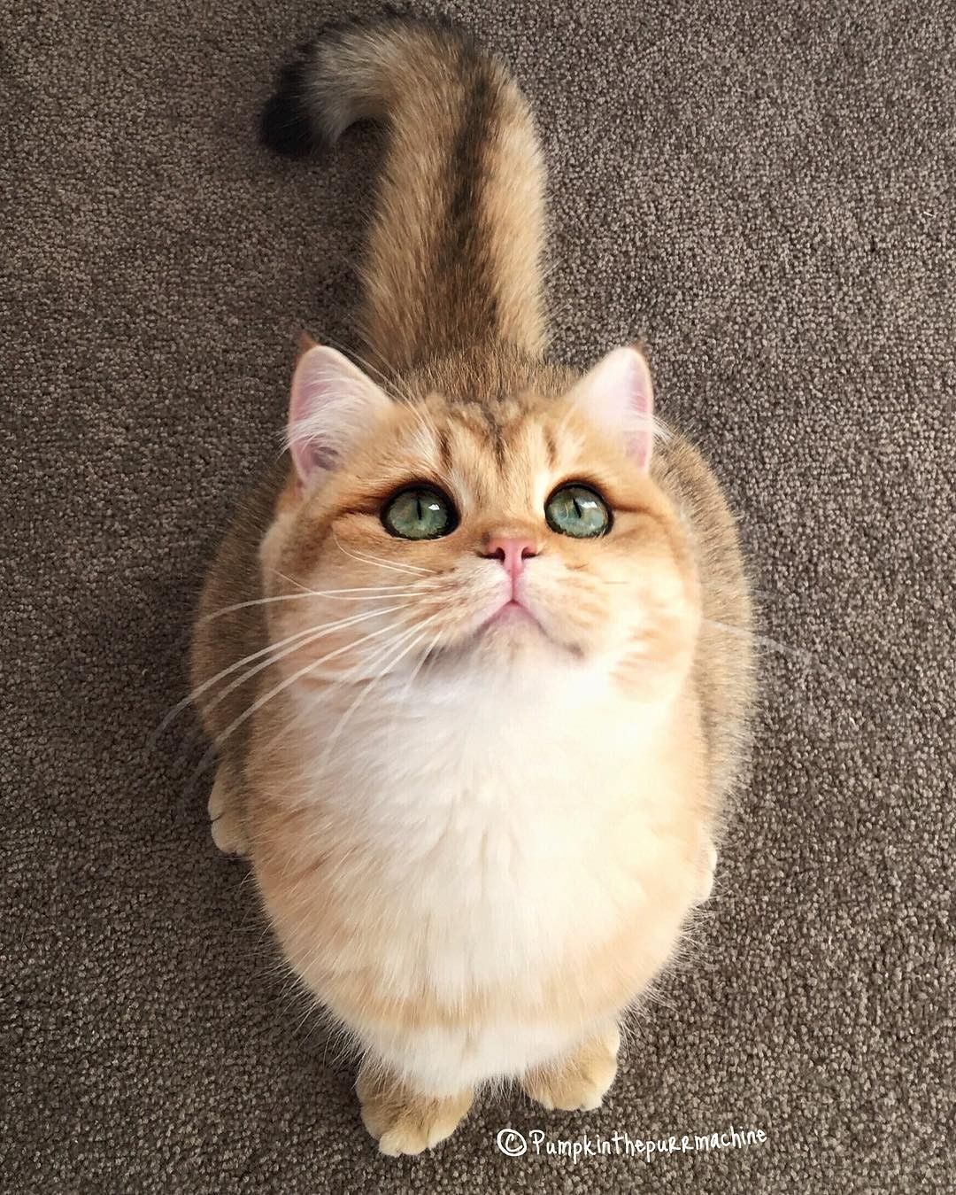 Yuk Merapat Inilah 8 Akun Instagram Kucing Lucu Yang Dibanjiri