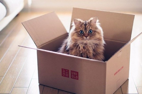 Jawaban Ilmiah Kenapa Kucing  Doyan Bersembunyi di  Dalam 