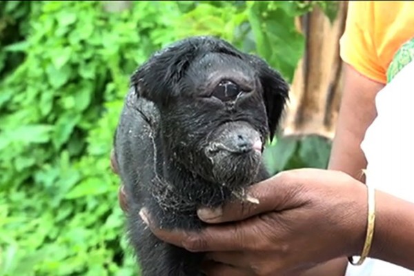 Cyclops? Kambing Bermata Satu Telah Lahir di Dunia