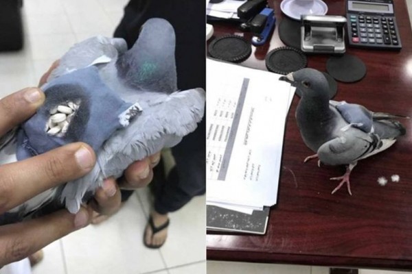 Burung Merpati Ini Dijadikan Sebagai Alat Kurir Narkoba