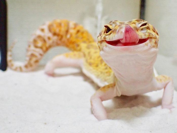 8 Senyuman Tokek Ini Akan Mengobati Lelahmu