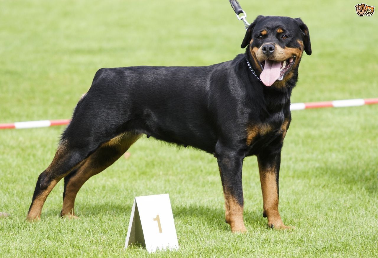 7 Anjing Peliharaan Ini Juga Akan Berbahaya Buat Pemiliknya