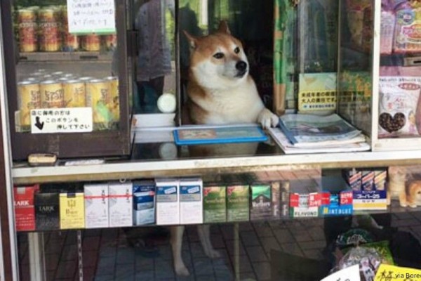 Shiba, Anjing Viral yang Jadi Pelayan Toko di Jepang