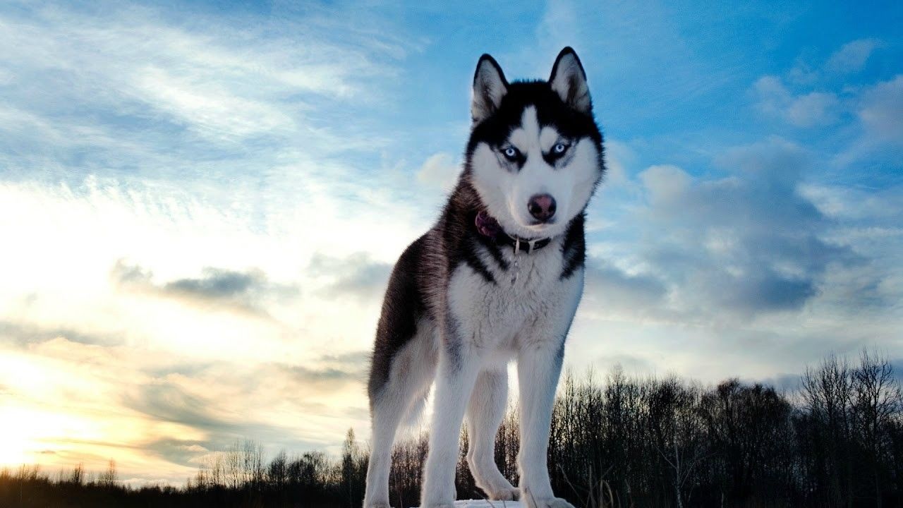 7 Anjing Peliharaan Ini Juga Akan Berbahaya Buat Pemiliknya
