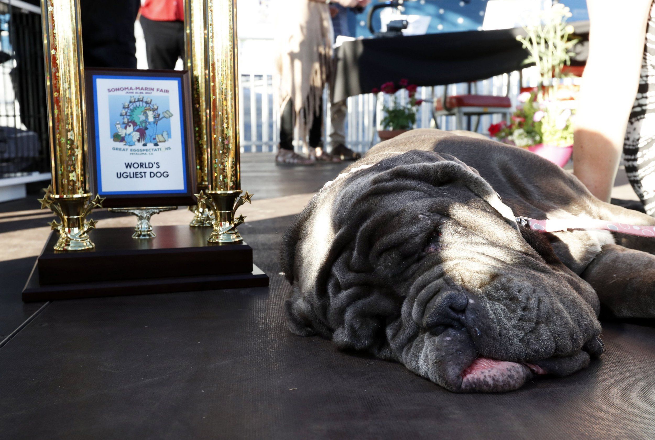 Mastiff Juara Kompetisi Anjing Terjelek Di Dunia