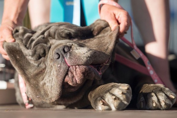 Inilah Mastiff, Juara Kompetisi Anjing Terjelek di Dunia