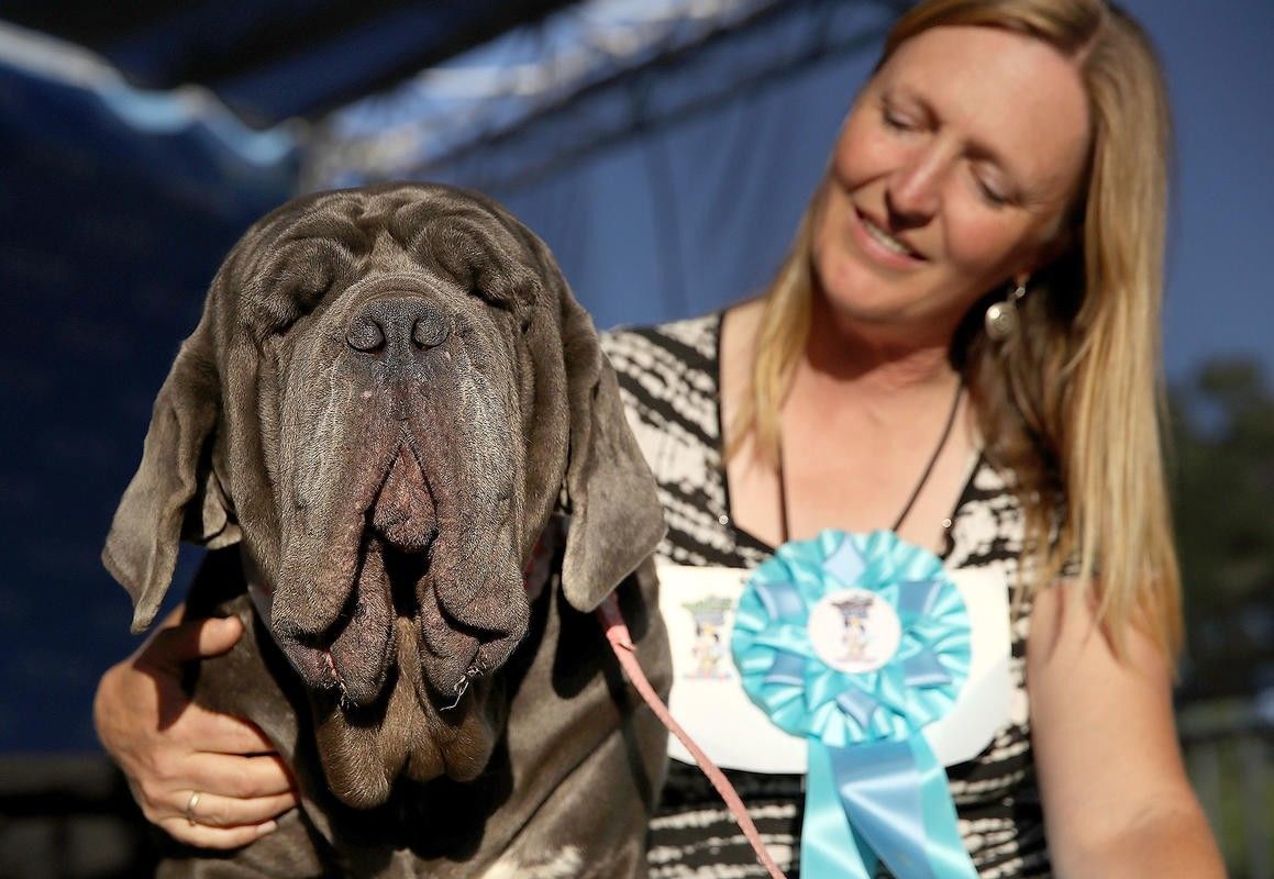 Mastiff Juara Kompetisi Anjing Terjelek Di Dunia