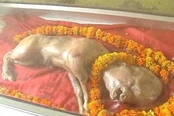 Heboh, Warga India Dikejutkan Oleh Video Sapi Berwajah Manusia!