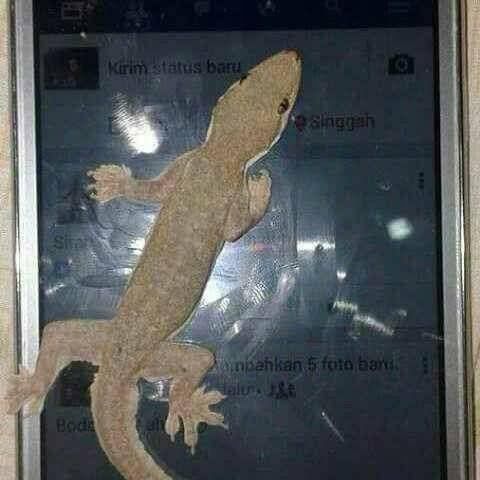 Layar Smartphone Muncul Ular, Beragam Meme Kocak pun Bikin Ngakak!