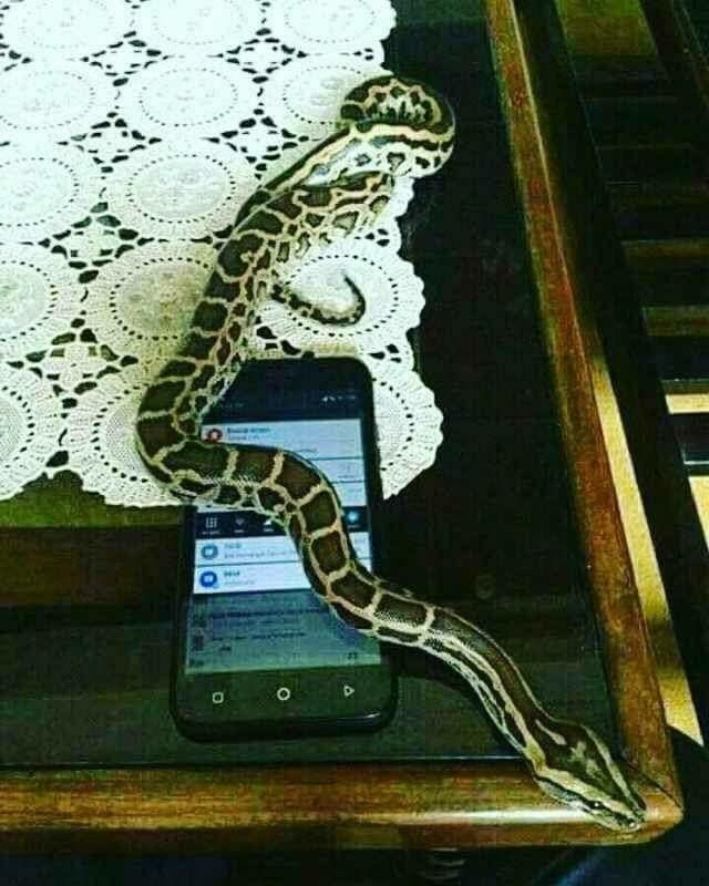 Layar Smartphone Muncul Ular, Beragam Meme Kocak pun Bikin Ngakak!