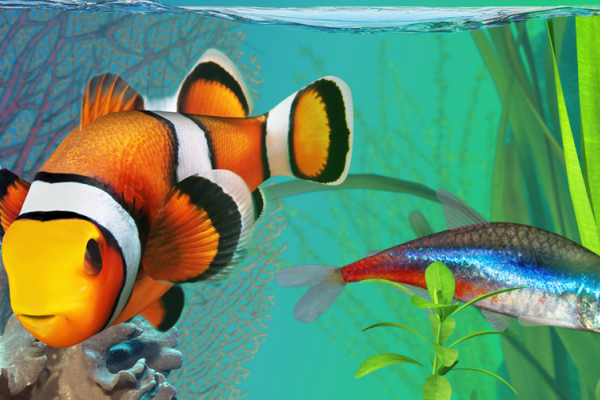 15 Wallpaper  Keren Bergerak Ikan  Richi Wallpaper 