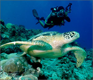 Gili-gili Menawan di Pulau Sumbawa