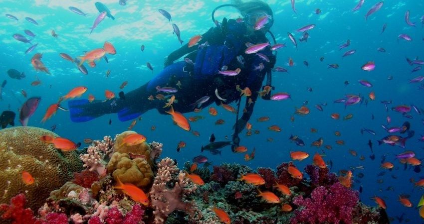 Marine Buddies WWF, Aplikasi Wajib bagi Traveller Laut