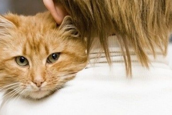 Tahukah Kamu, Pelihara Kucing Ternyata Punya 5 Manfaat Buat Kesehatan