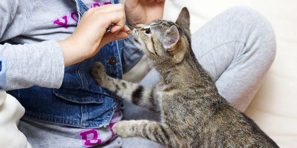 Tahukah Kamu, Pelihara Kucing Ternyata Punya 5 Manfaat Buat Kesehatan