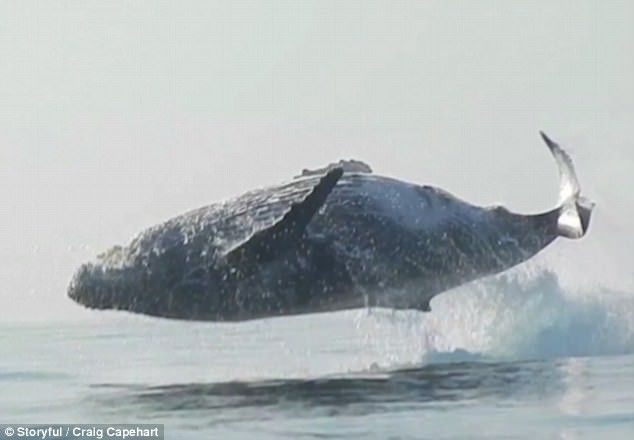 Seperti Ini Penampakan Paus 40 Ton yang Melompat di Atas Air