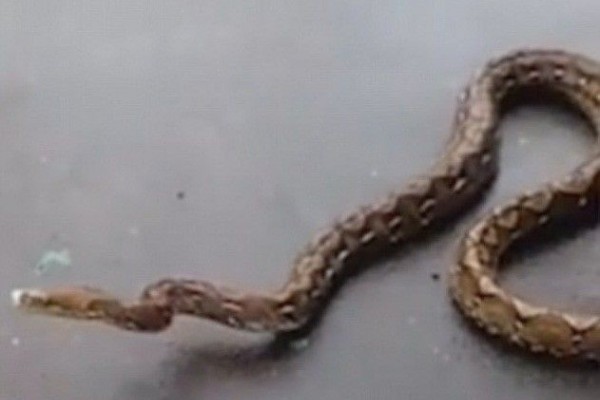 Tangkap Ular dengan Tangan Kosong, Bocah Ini Jadi Perbincangan Media Asing
