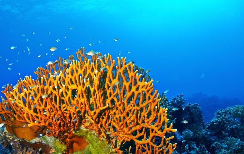 Unduh 820 Koleksi Gambar Hewan Laut Apa Yang Biasanya Menjadi Motif Baju Pantai Terbaik Gratis HD