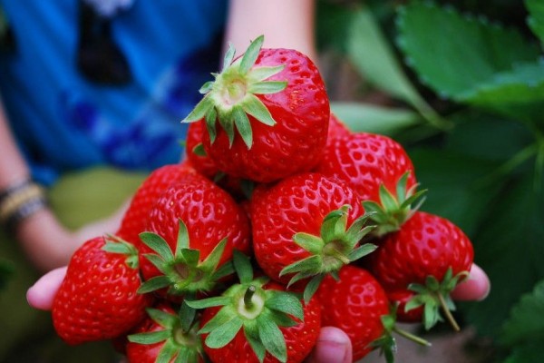 Liburan Makin Seru Mampir Ke Wisata Petik Buah Ini Aja Guys