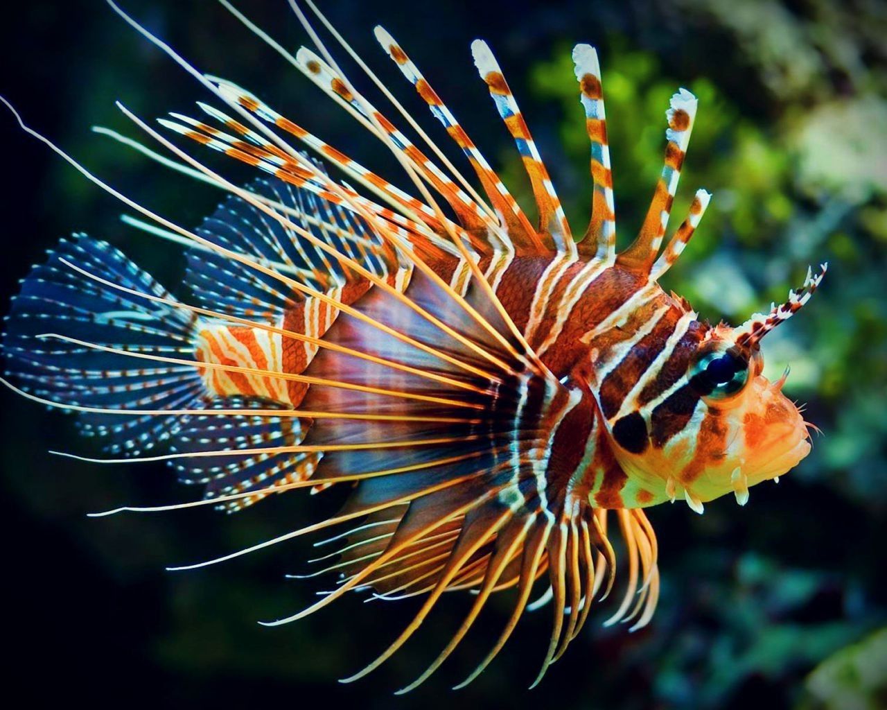 Unduh 820 Koleksi Gambar Hewan Laut Apa Yang Biasanya Menjadi Motif Baju Pantai Terbaik Gratis HD