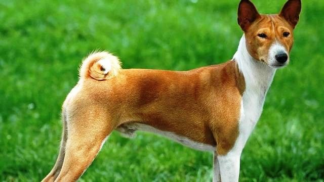 50+ Anjing untuk berburu babi info