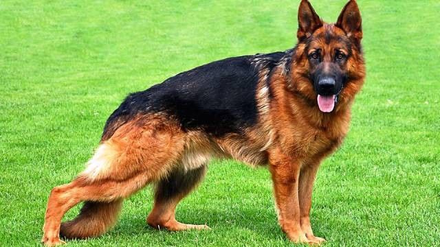 7 Ras Anjing Kategori Killer Dog Jika Tak Dilatih Secara Benar