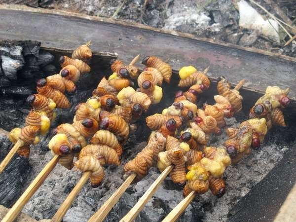 Ulat Sagu, Kuliner Menantang dengan Sensasi Pecah di Dalam