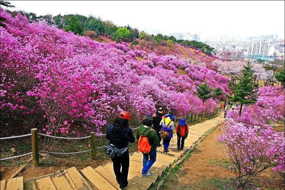 Seru Nih Ada 8 Festival Bunga Di Korea Selatan Setiap Tahun