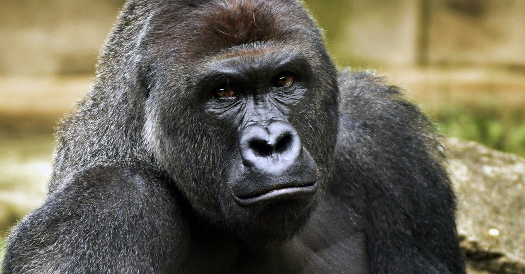 Penting Cara Menyelamatkan Diri Dari Serangan 8 Binatang Buas