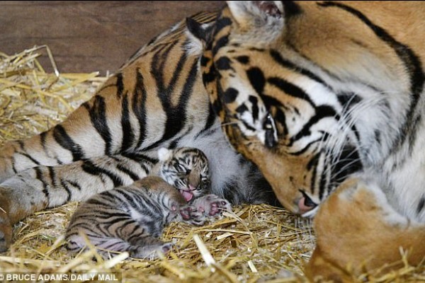 Imut Banget Bayi Harimau Sumatra Lahir di Kebun Binatang 