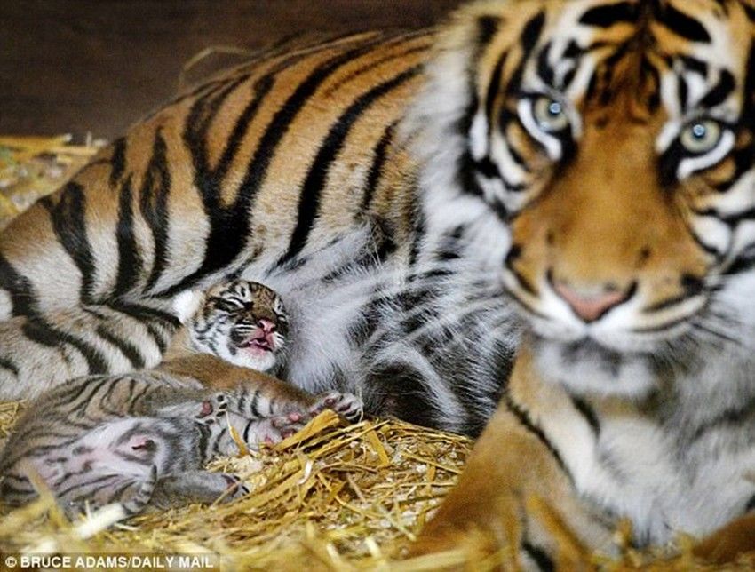 Foto Bayi Harimau Lucu Gambar Ngetrend dan VIRAL