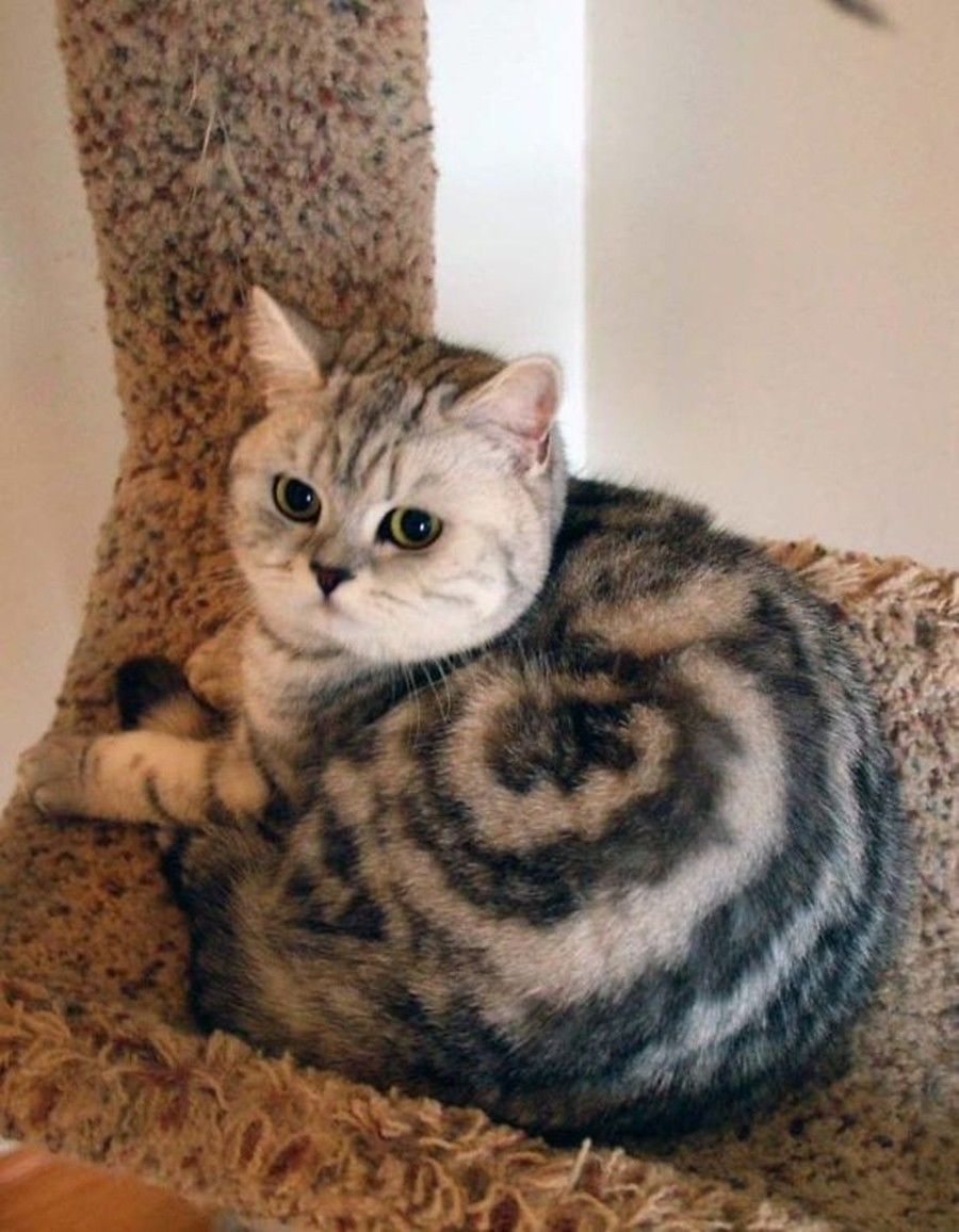Gambar Kucing Aneh  Dan Unik Akana Wallpaper