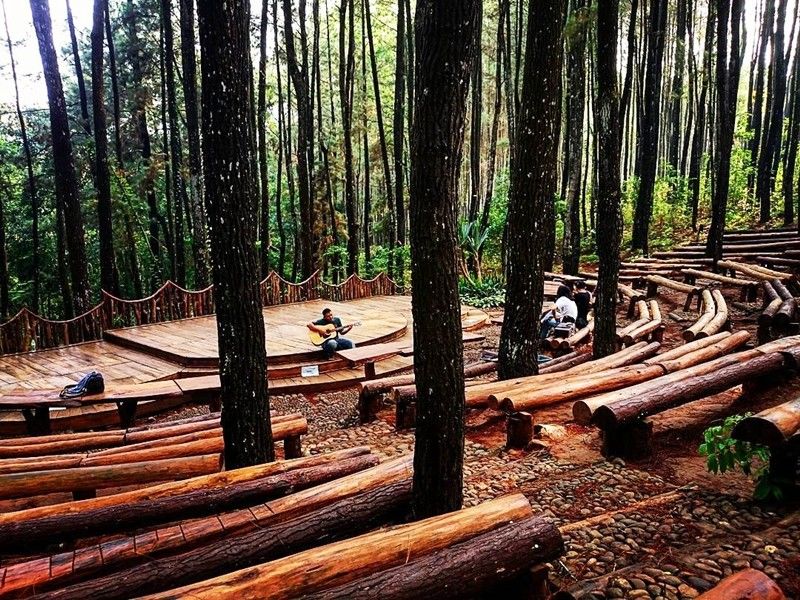 7 Hutan Pinus Keren di Indonesia Untuk Pernikahan Outdoor