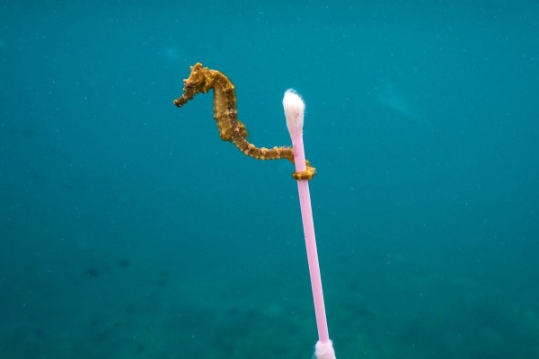 Foto Kuda Laut Bawa Cotton But di Indonesia Ini Mendunia, Bangga?