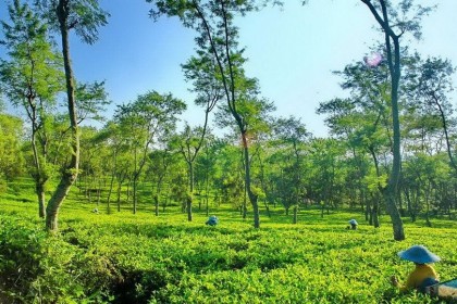 4 Perkebunan Teh di Jawa Timur yang Asyik Buat Liburan