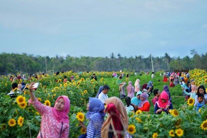 Kebun Bunga Matahari di Jogja Ini Sedang Viral, Spot Selfie Baru Nih!