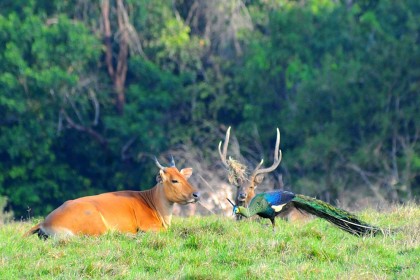 Surga Dunia di Balik Keangkeran Taman Nasional Alas Purwo