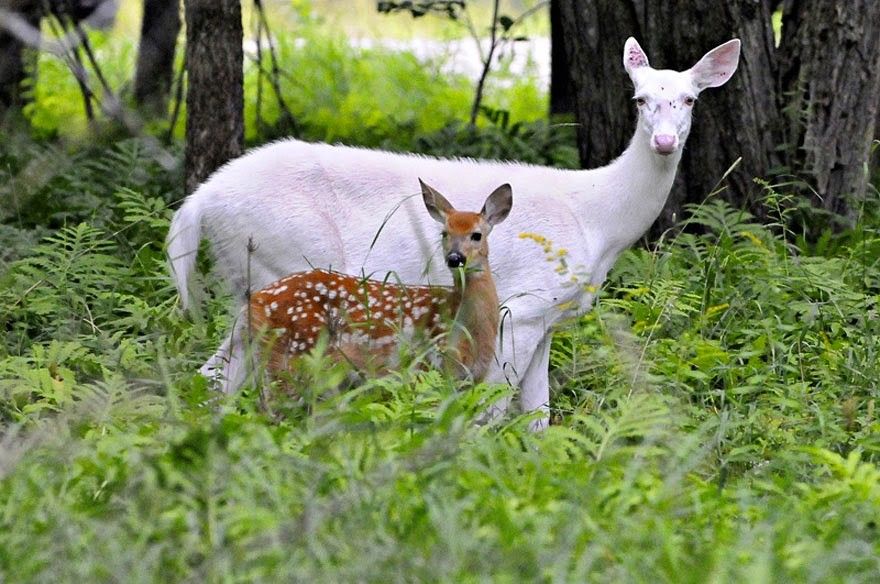 Unduh 4600 Koleksi Gambar Harimau Albino Terbaik HD