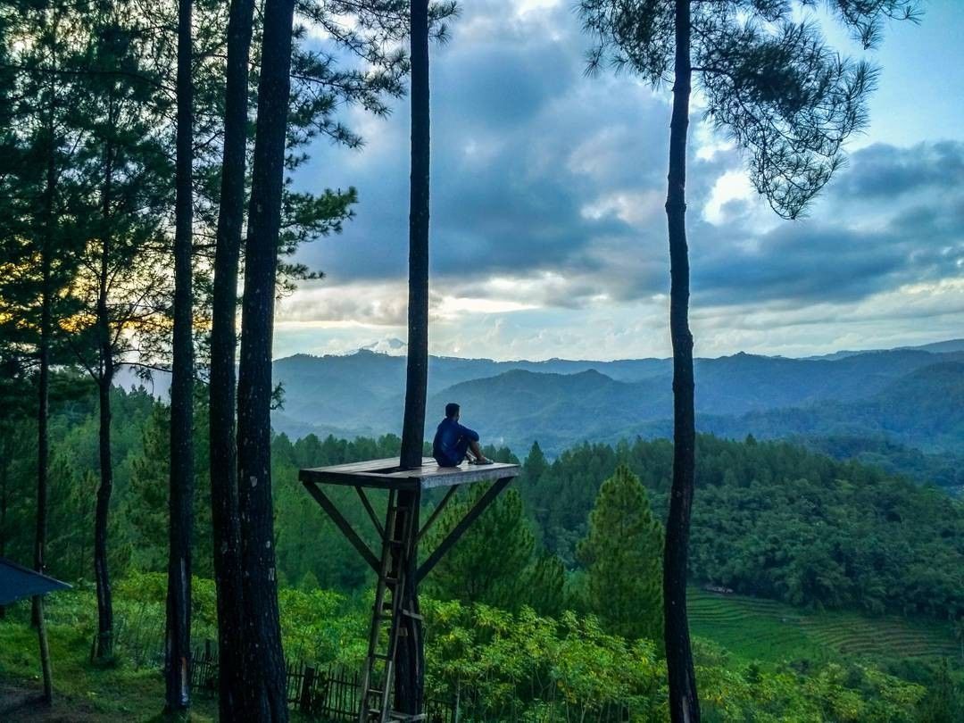 4 Wisata Hutan Pinus Di Jawa Tengah Paling Recommended Buat
