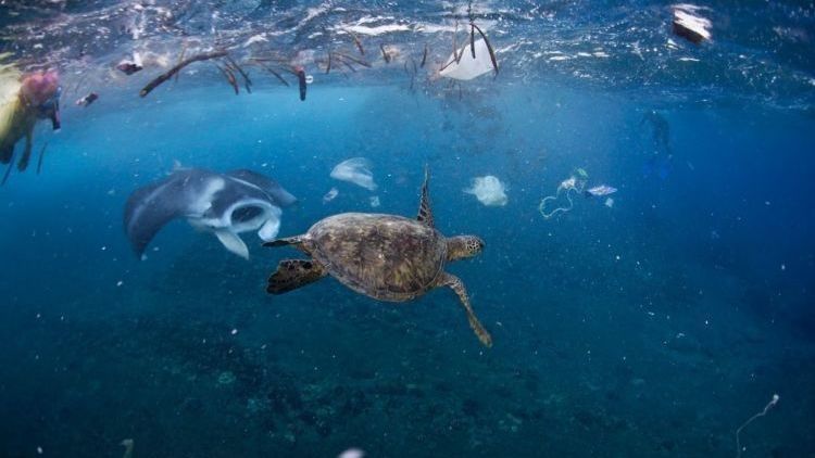 Sakit Hati Gak Sih, Lihat 9 Foto Hewan Laut yang Terjerat 