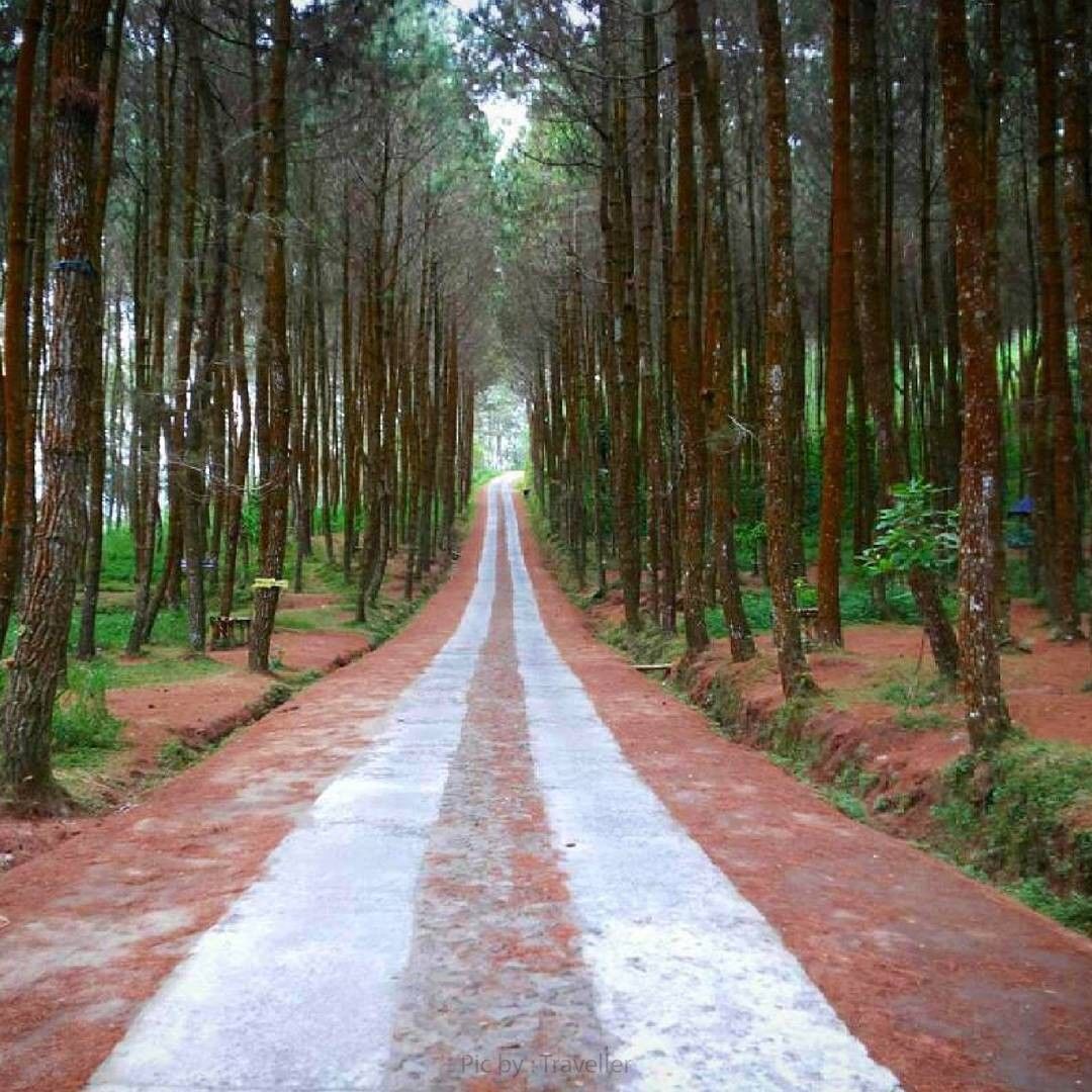 7 Hutan Pinus Paling Cantik Di Indonesia