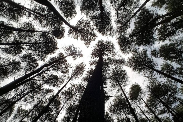 7 Hutan Pinus Paling Cantik Di Indonesia Sejuk Dan Estetis