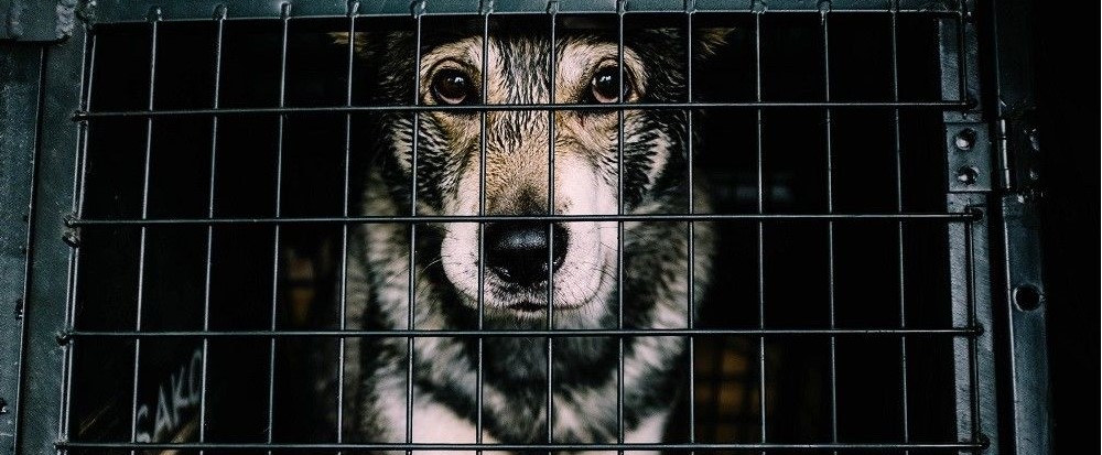 Risiko Sebarkan Virus, Peredaran Daging Anjing di Semarang Dilarang